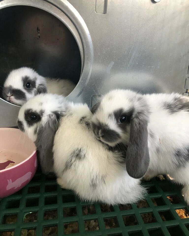 coniglio bianco e grigio 21